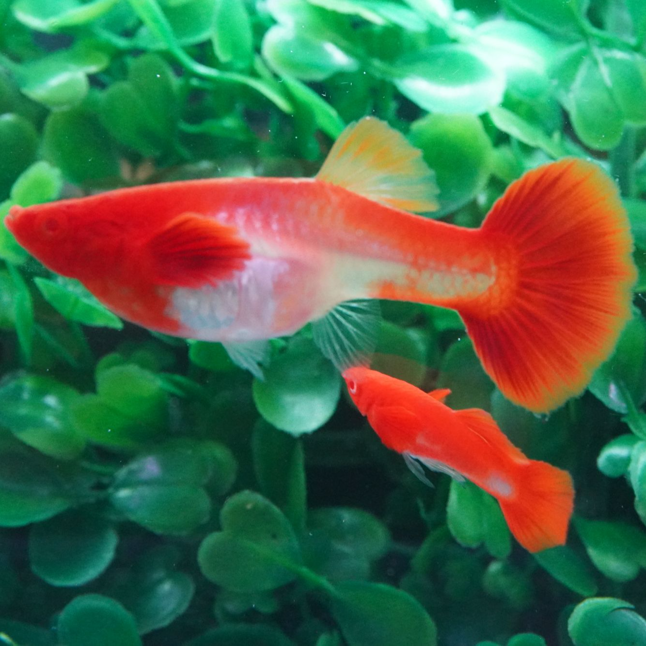 精品鸿运当头双分水小型热带观赏鱼皮实好养活跃爱游