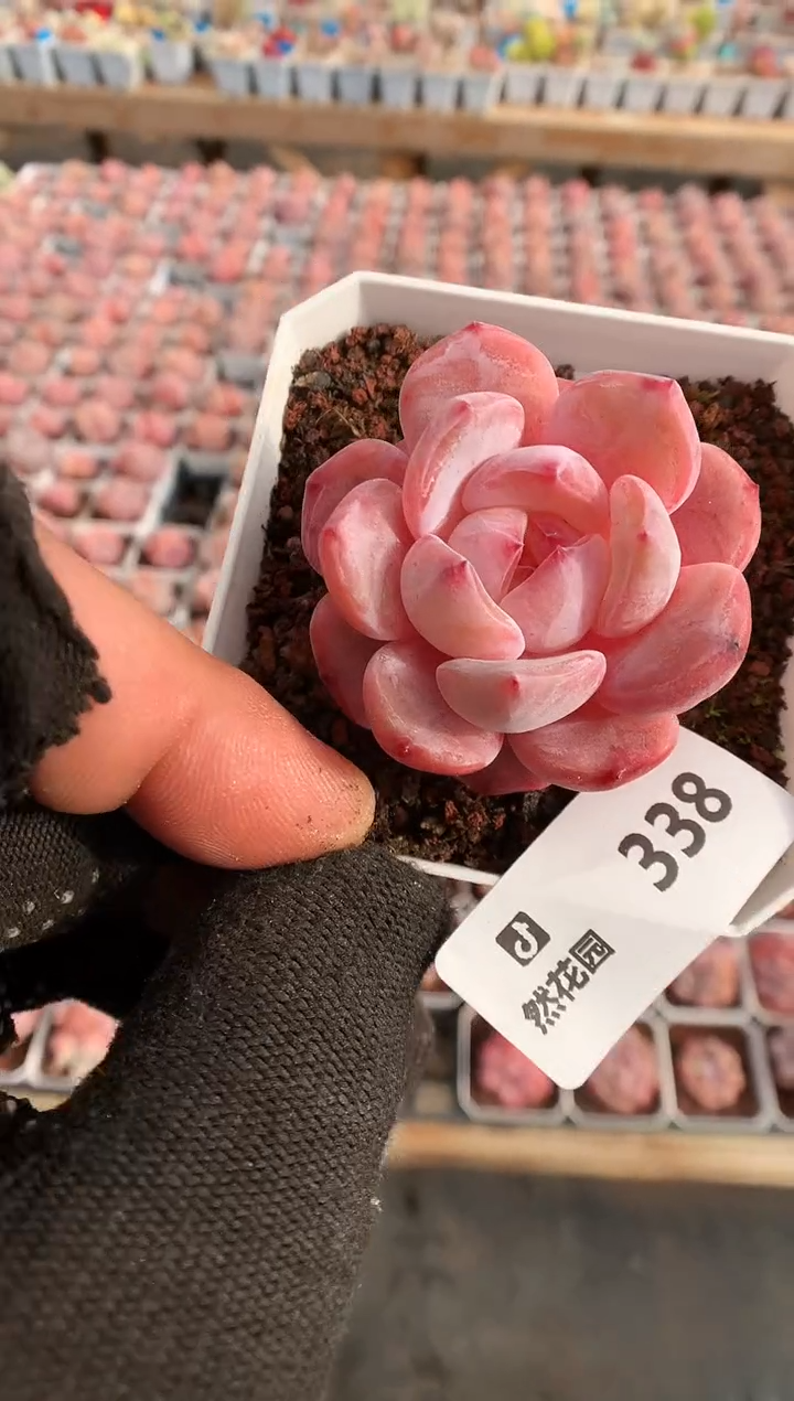 【闪购商品】338星影一物一拍
