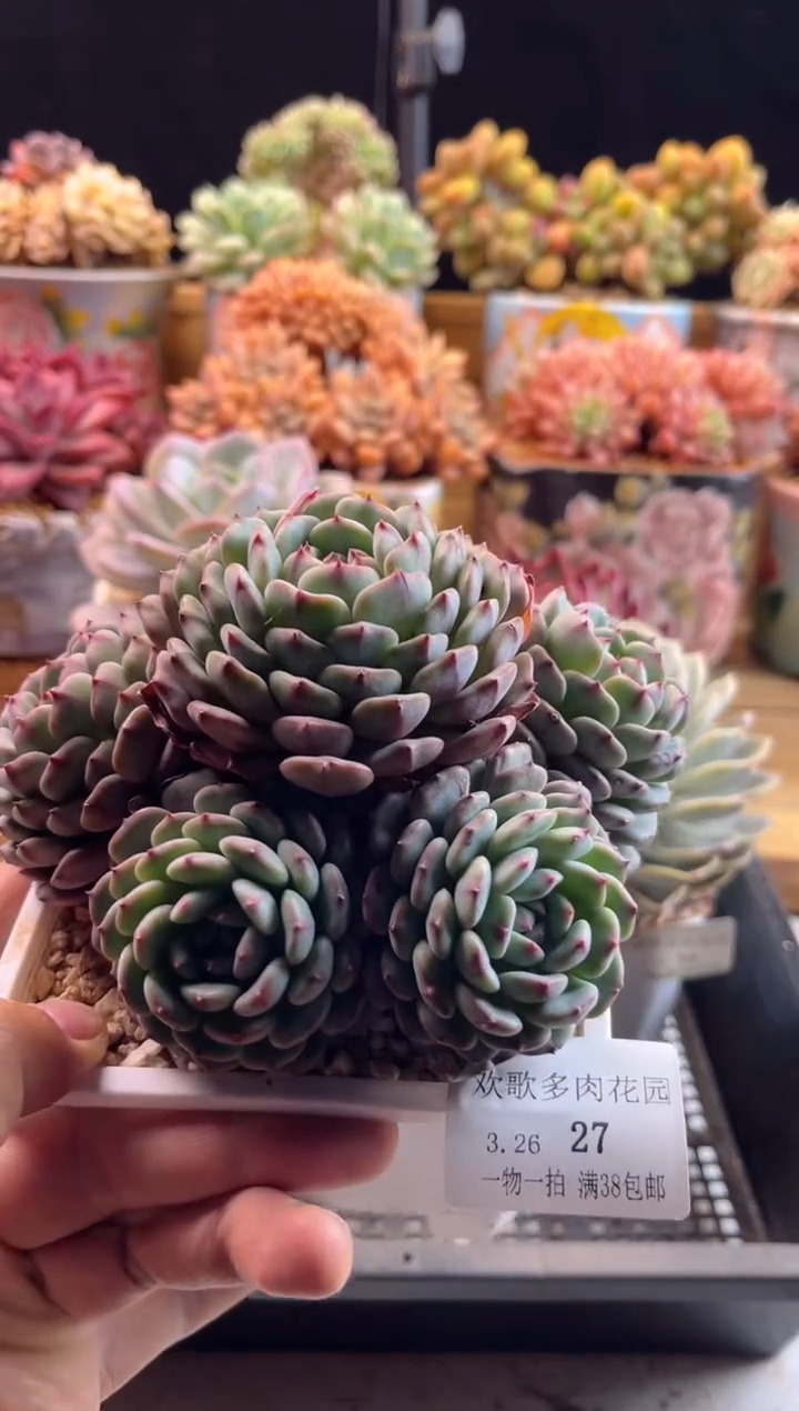 3.26-27白胖子111111