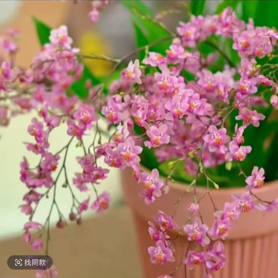 粉色梦香兰带花剑文心兰开花浓香