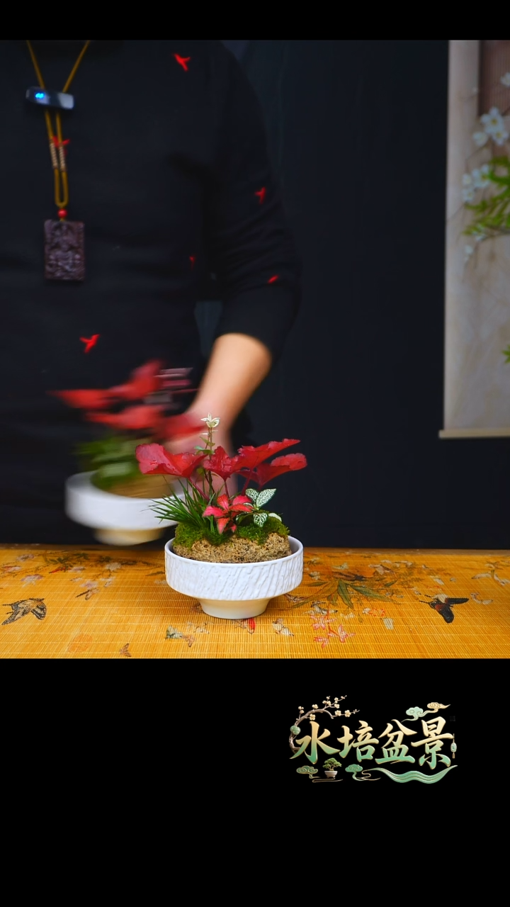 石云社一物一拍组合盆栽14