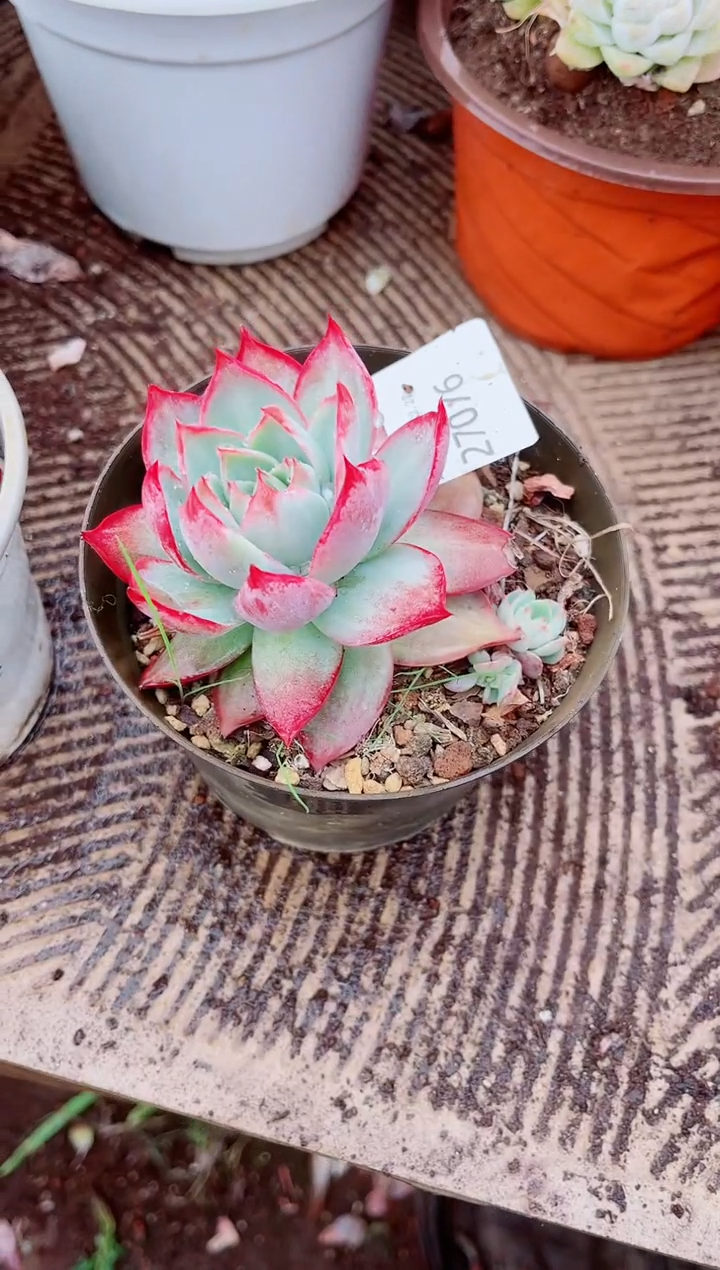 见**财跃跃精品多肉27076