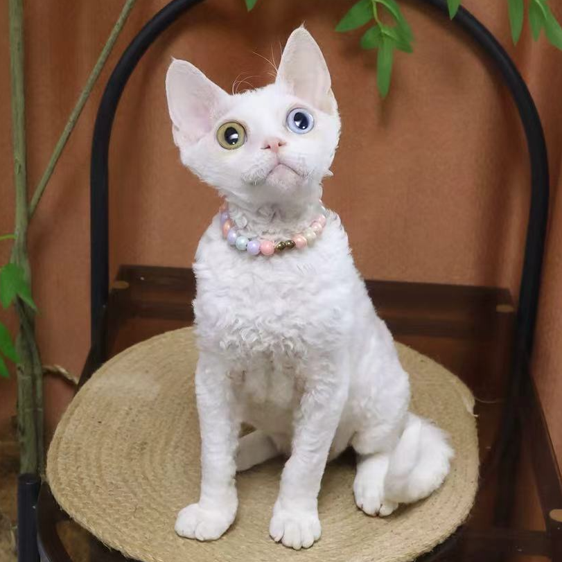 【蔚蓝】德文卷毛猫纯白异瞳弟弟-子画