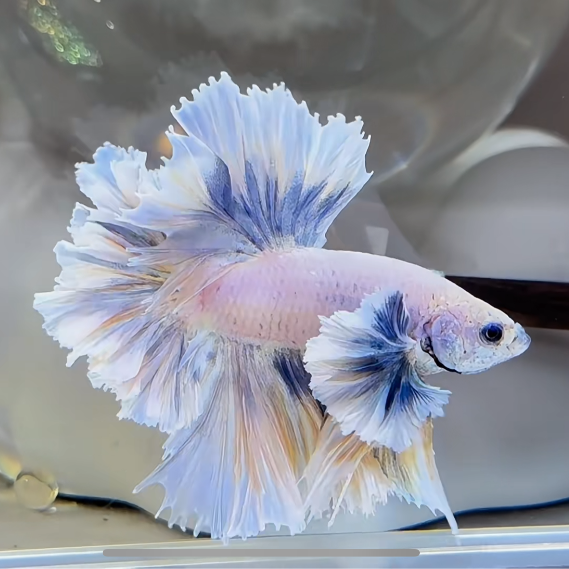 六版(176-205号) 泰国斗鱼小型热带观赏鱼