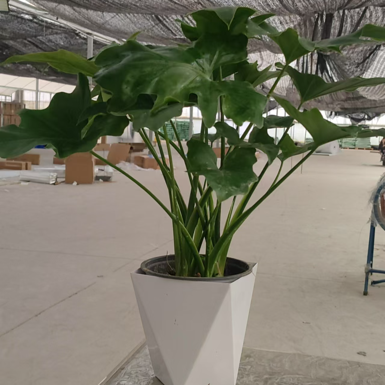 龙鳞春羽室内盆栽绿植水培土培四季常青好养护空气净化