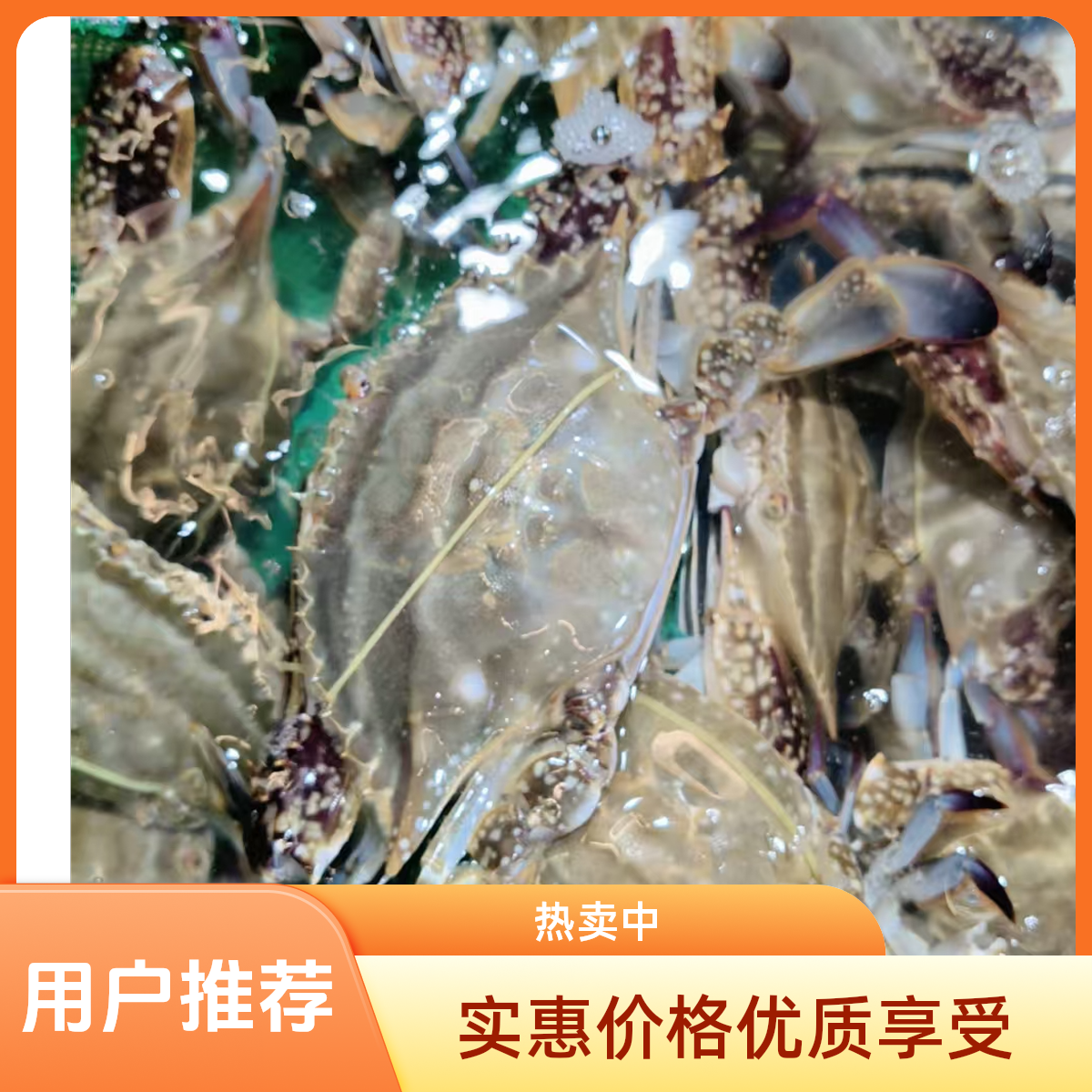 鲜活发货/【保鲜不保活】/舟山/中国/海蟹（梭子蟹) 3斤装/1-3两左右/9-15只左右