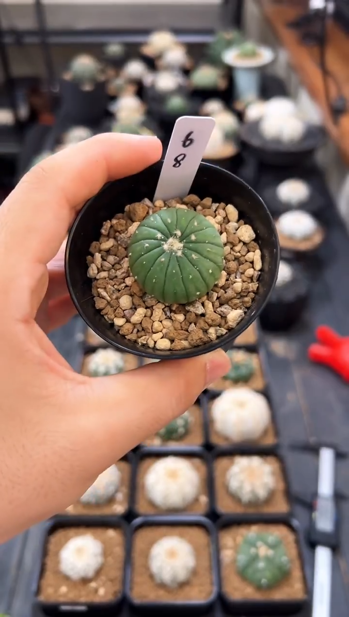 海星十三棱实生编码68