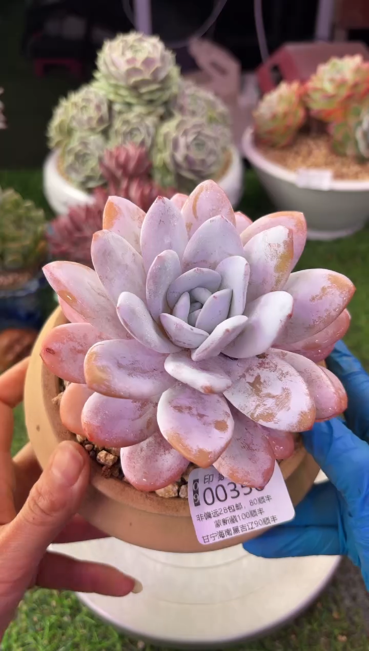 昆明印象多肉00356