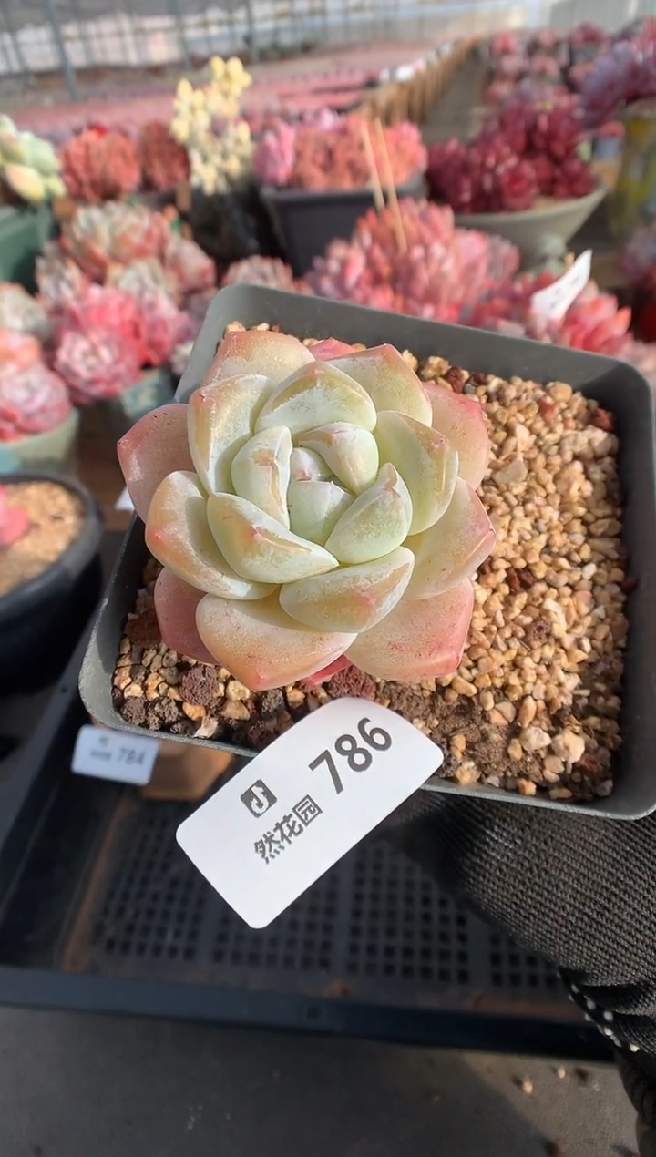 786冰玉多肉植物一物一拍