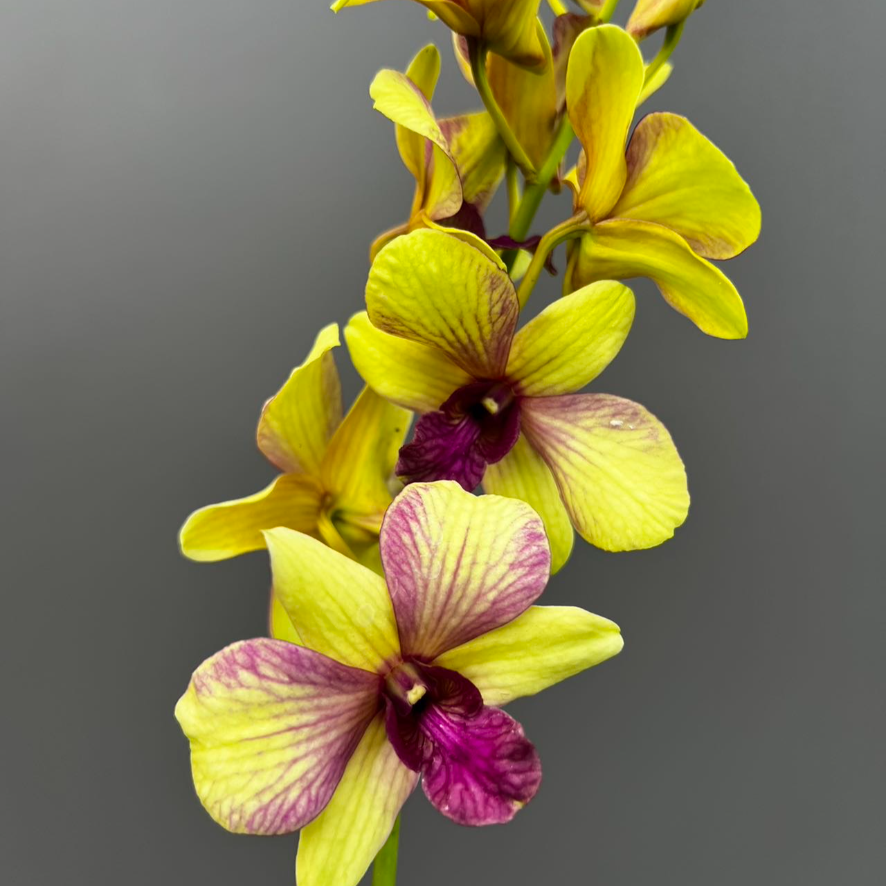 【黛安娜】石斛石斛兰盆栽四季开花好养家庭园艺盆栽