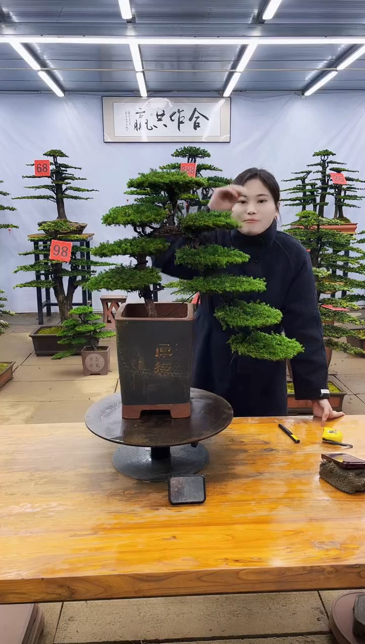 【闪购商品】高端盆景一物一拍，所见即所得