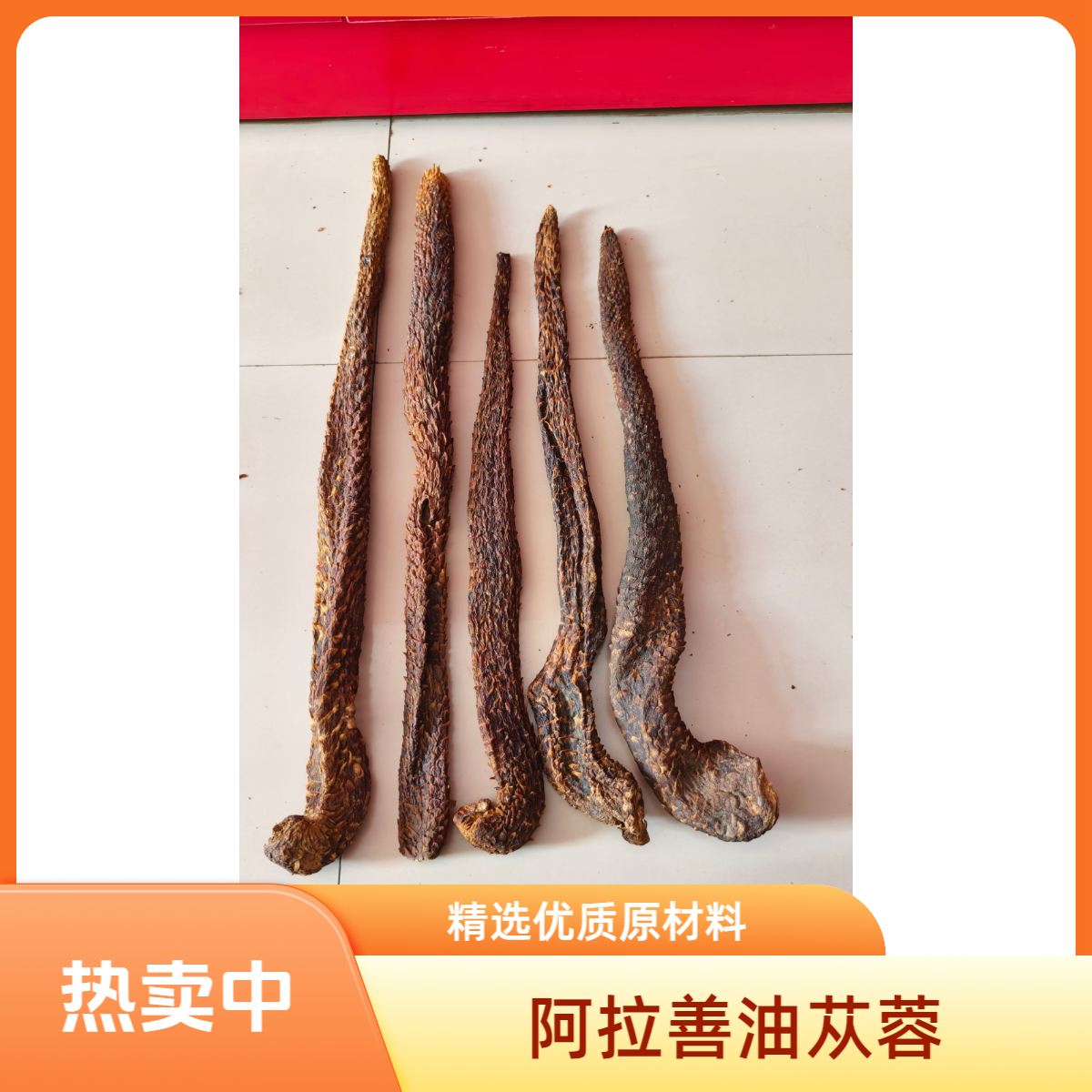 整根7年生阿拉善肉蓉干货