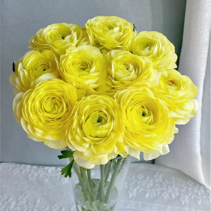 【今喜花舍】奶油黄洋牡丹 0°以下地区记得拍保温棉哦！！！