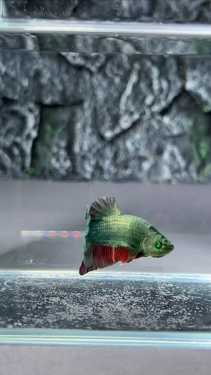 斗鱼竞拍链接A069