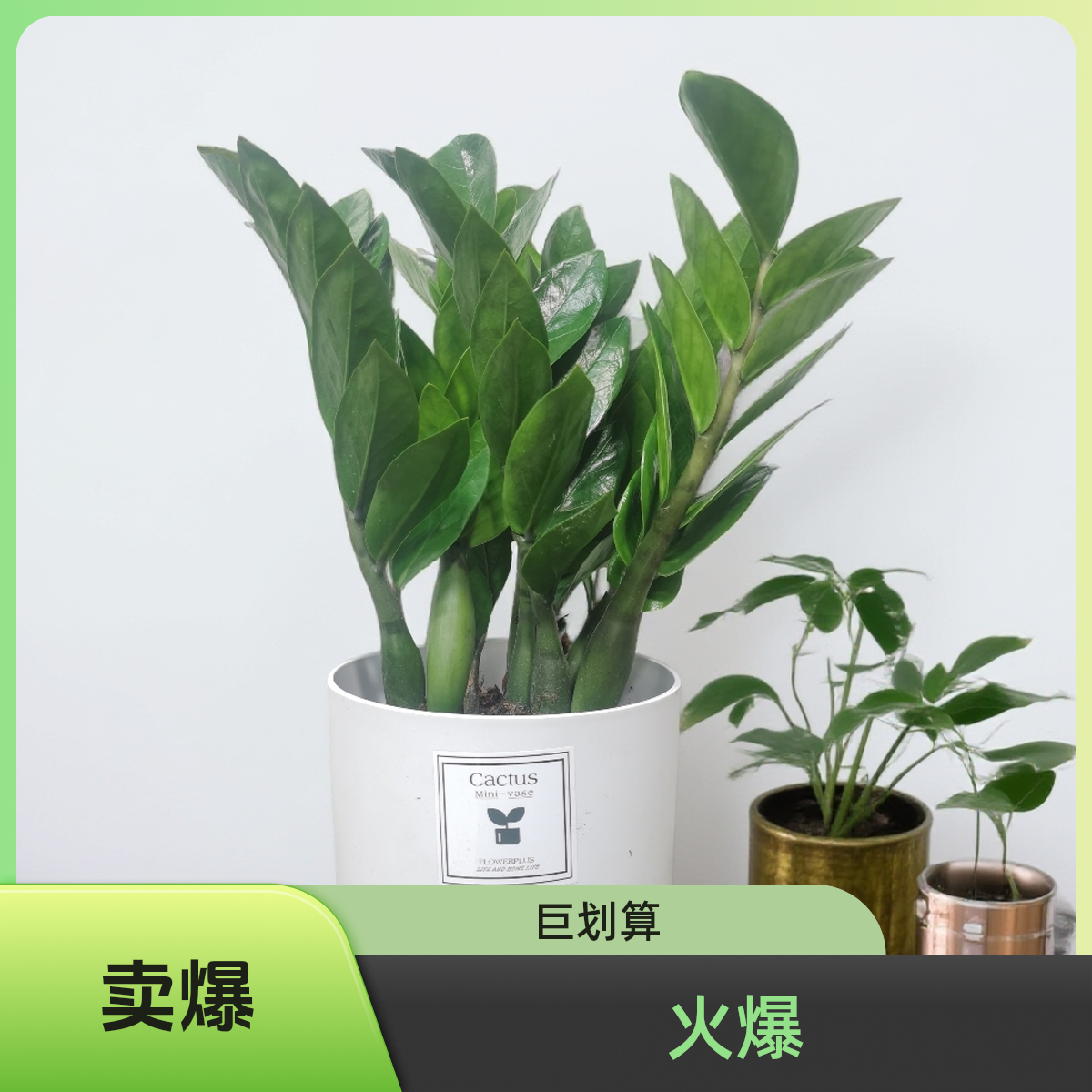 特级金钱树室内书桌茶几电视柜鞋柜办公桌客厅盆栽（高度30-40cm)