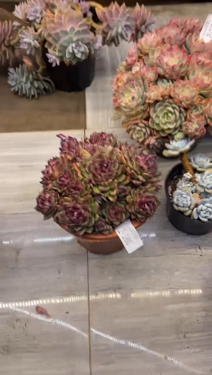 【闪购商品】2-180水晶