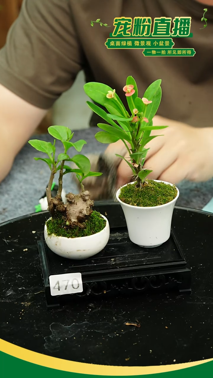 无花朵苔藓微景观470号