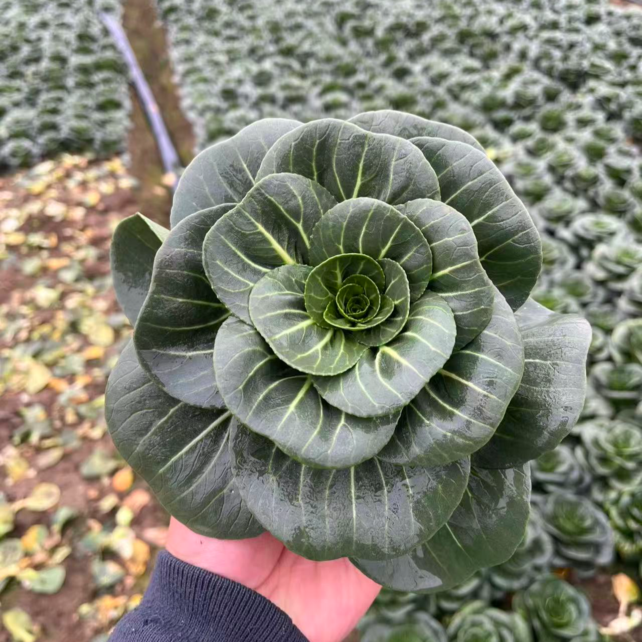 正宗苏州霜冻矮脚苏州青菜新鲜软糯甜现摘现发
