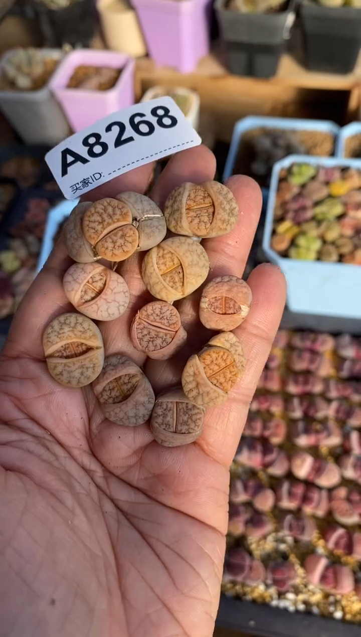 【闪购商品】8268直播一物一拍