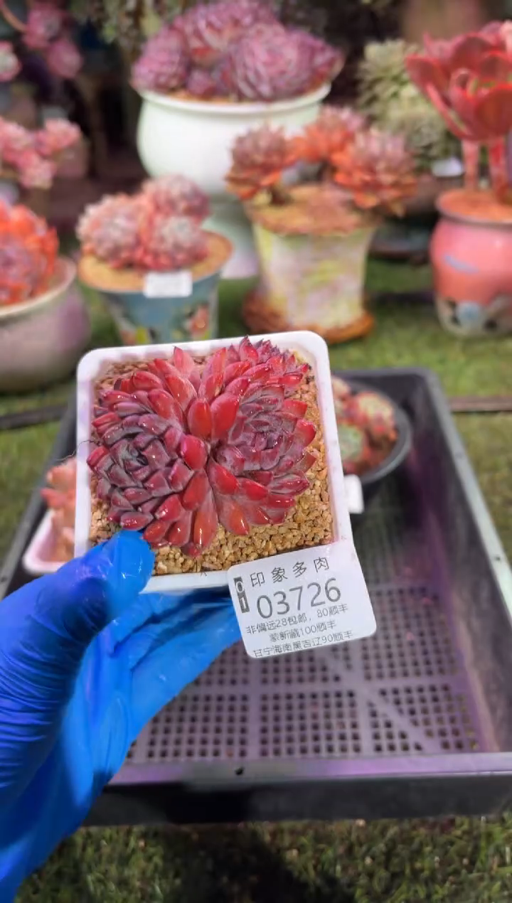 【闪购商品】03726