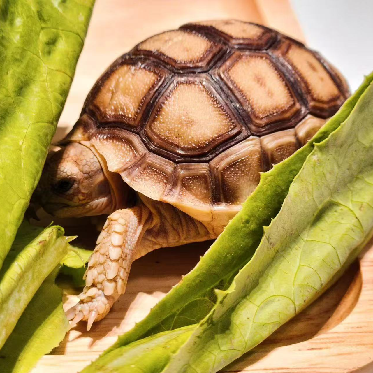吃菜龟小乌龟专用链接