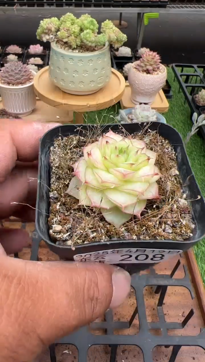 东云多肉园二店-208