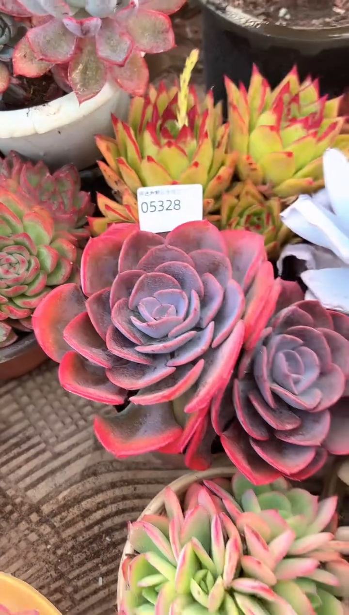 用****e多肉植物一物一拍05328