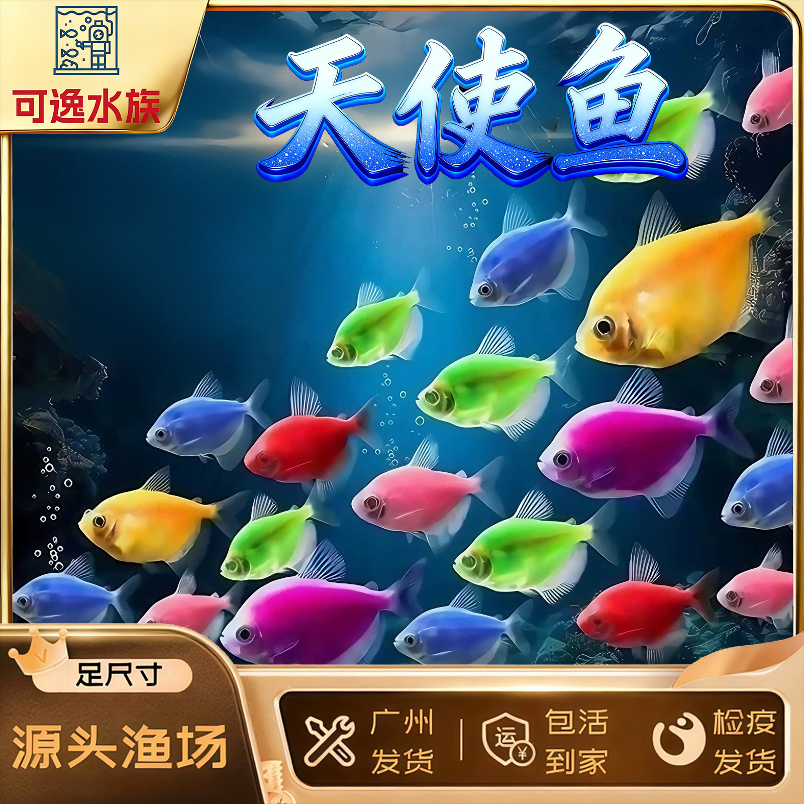 七彩荧光天使鱼小型热带观赏鱼淡水草溪流缸群游新手好养金鱼孔雀