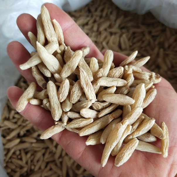 麦冬带芯可煮水煲汤炖肉搭配黄芪元气四宝