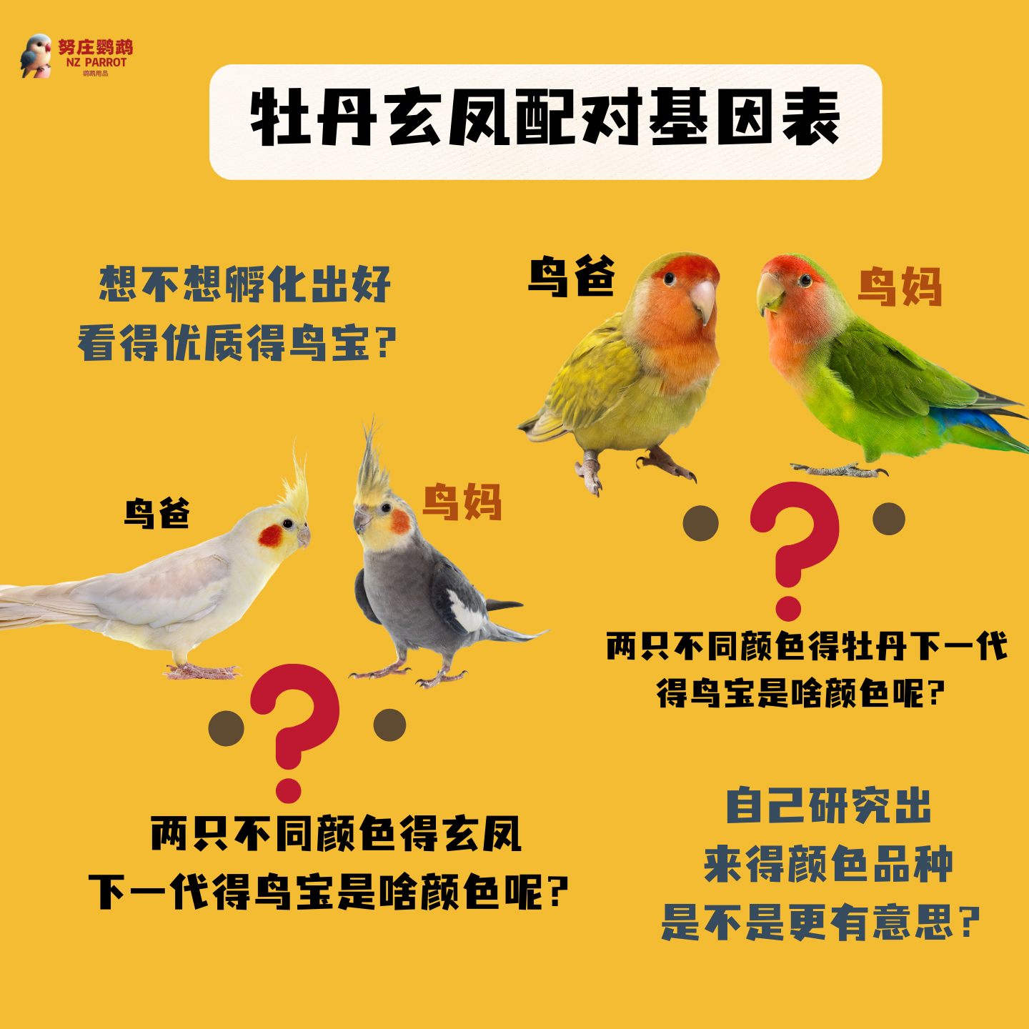 牡丹玄凤鹦鹉基因配对表什么品种得两只鹦鹉能生下什么品种的鸟宝