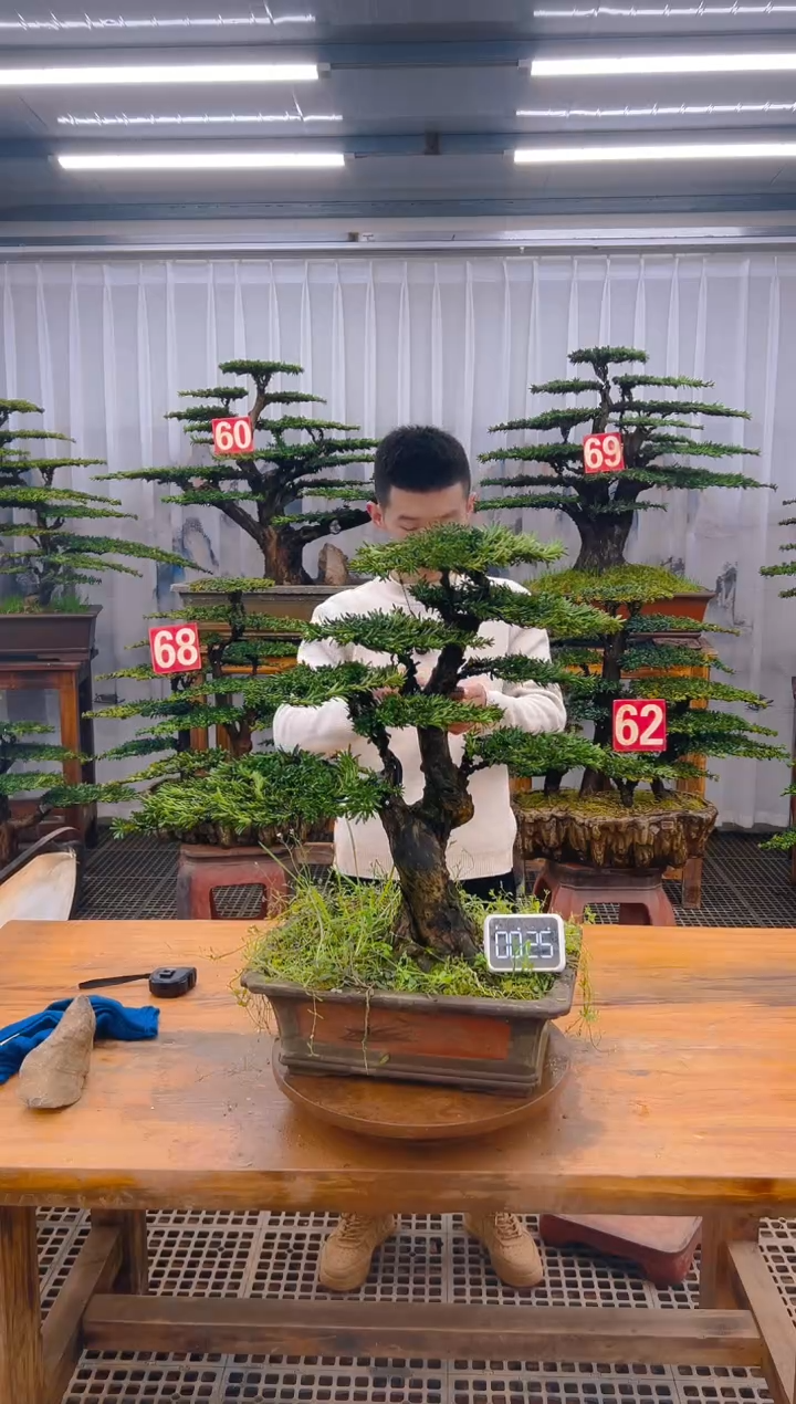 【闪购商品】紫砂精品盆景直播间一物一拍