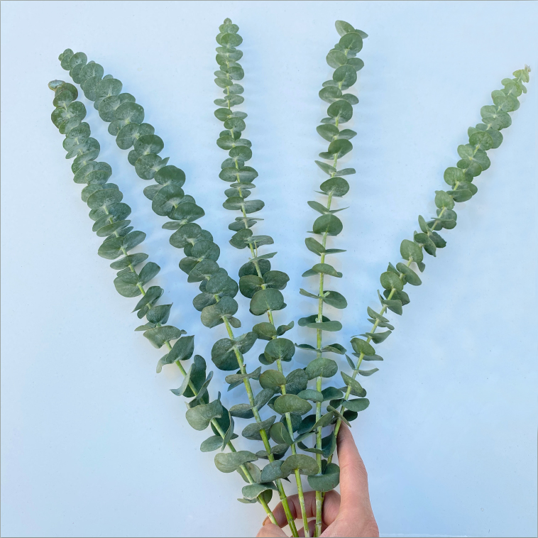 【尤加利叶】玫瑰配草新鲜鲜花花束云南鲜花基地直发适合客厅装饰