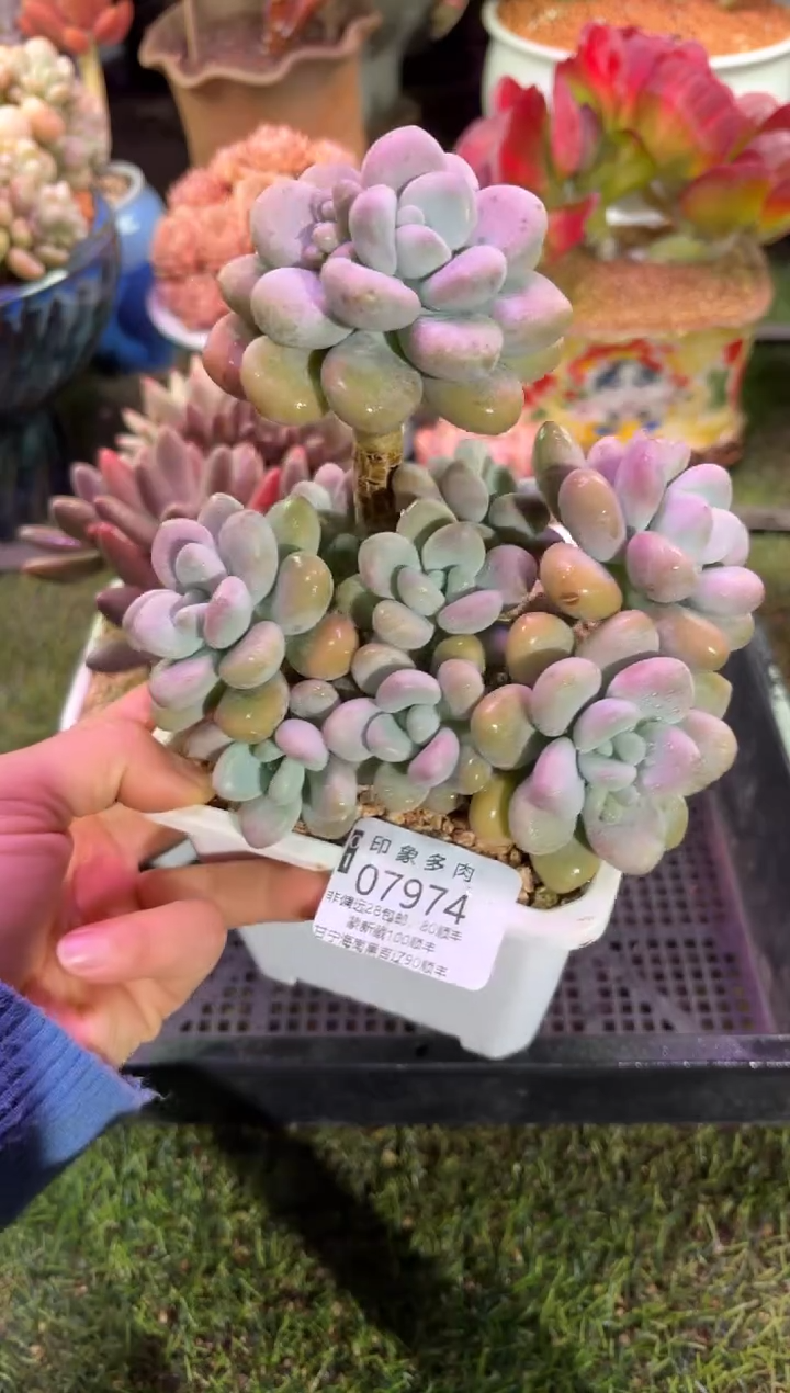 【闪购商品】07974