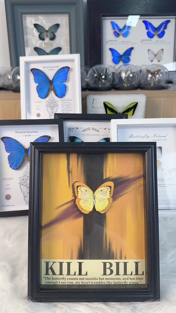 天然蝴蝶标本收藏