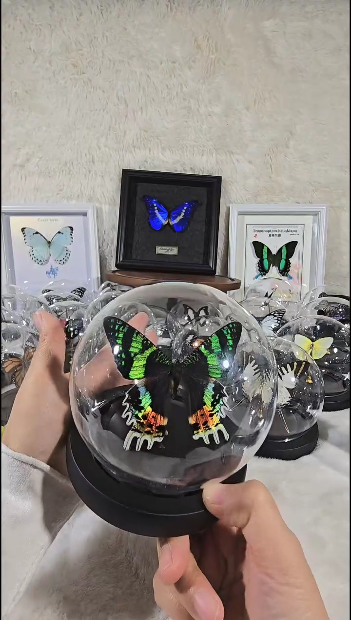 太阳蛾水晶球蝴蝶