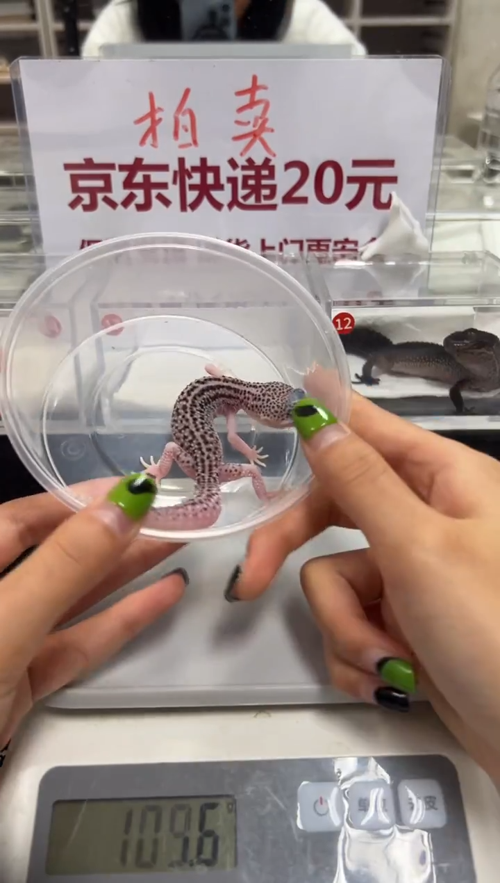 豹纹守宫00000000