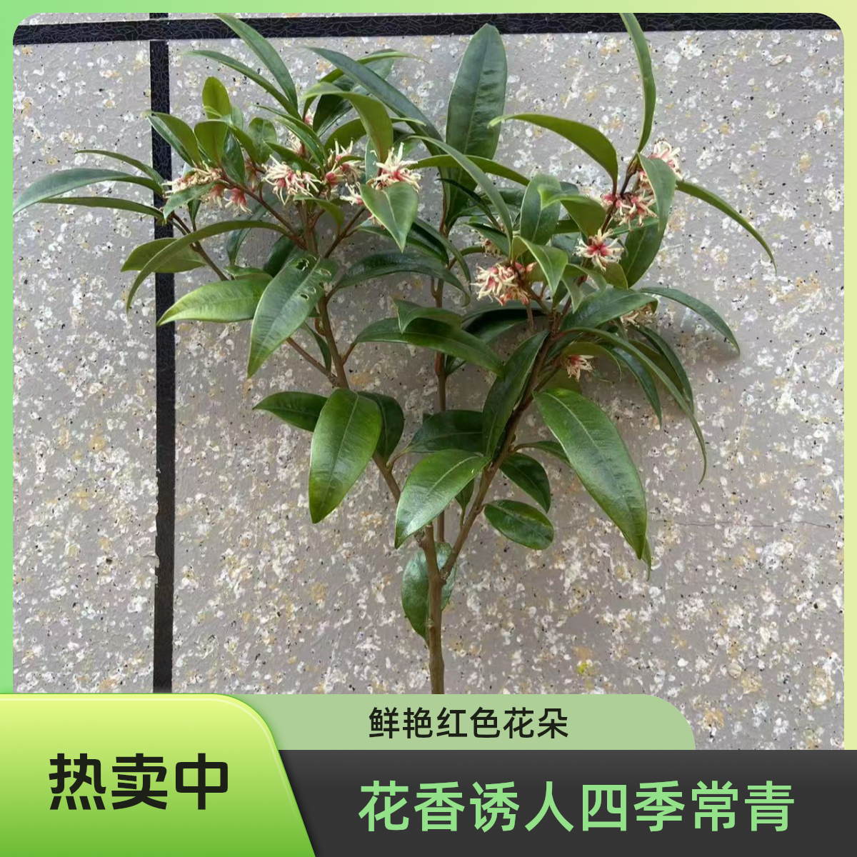 野扇花盆栽，花香迷人四季常青