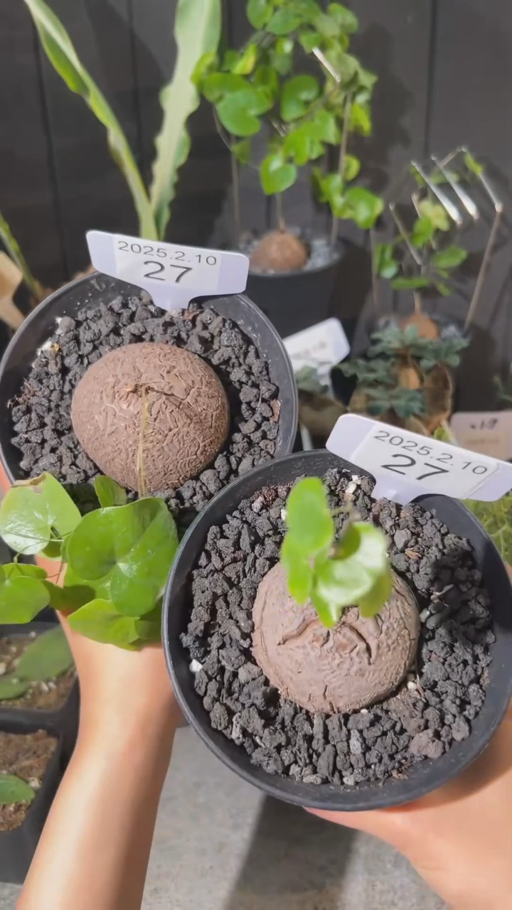 【闪购商品】南非龟甲龙2.10.27