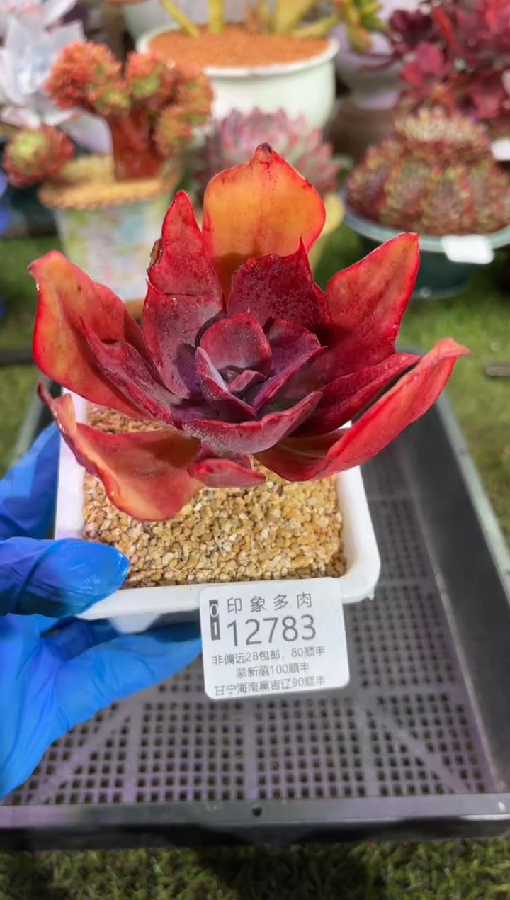 【闪购商品】12783