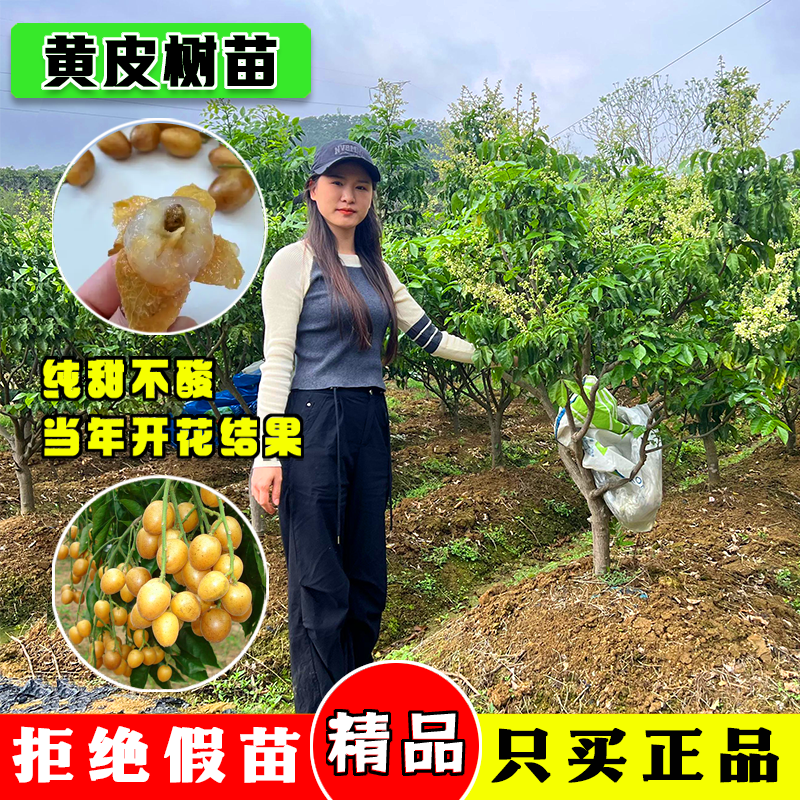 广西鸡心黄皮果树果苗纯甜正宗大苗带叶带土种植南方盆栽庭院地栽