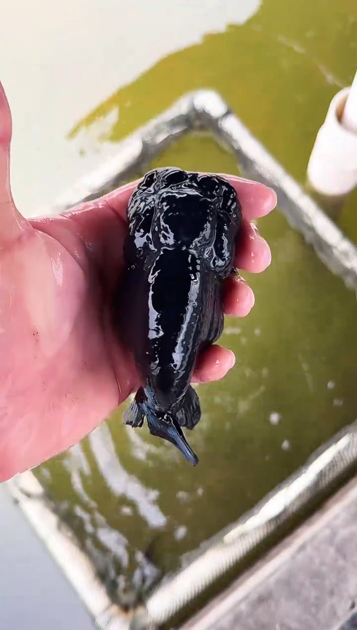 金鱼淡**怀观赏鱼金鱼兰寿金鱼 不包邮