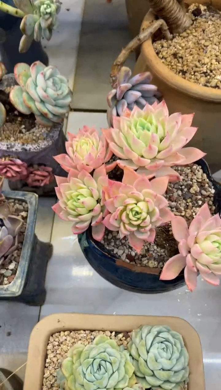 【闪购商品】182三色堇