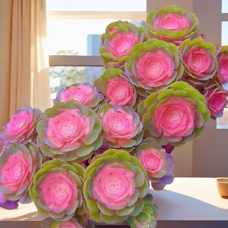  三岁家 香槟法师 两颗【带盆发】 多肉植物老桩