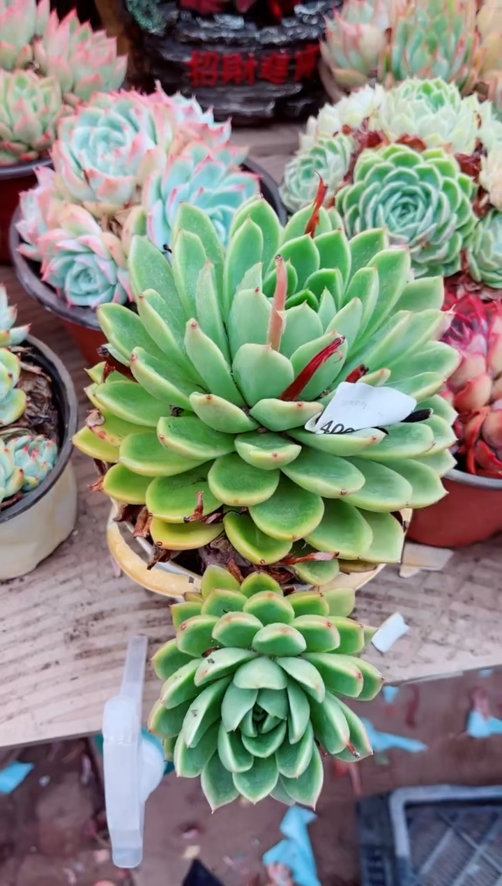 24096多肉植物一物一拍