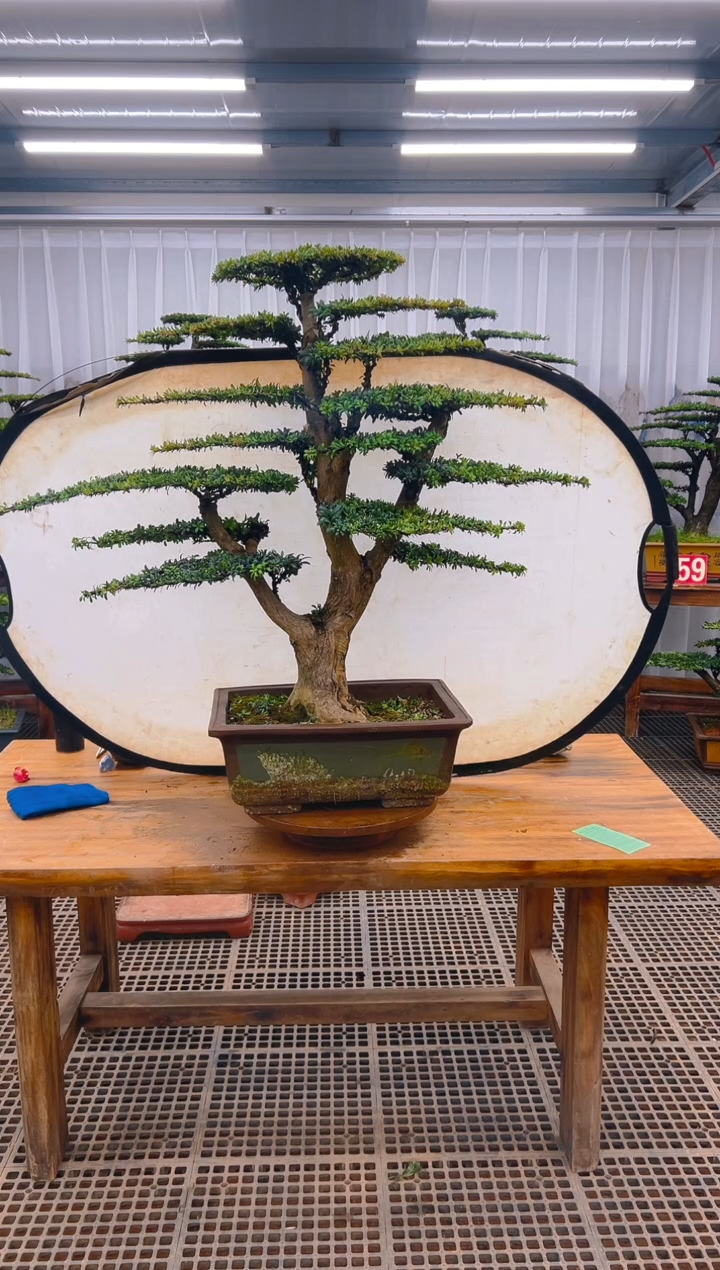 【闪购商品】紫砂精品盆景直播间一物一拍