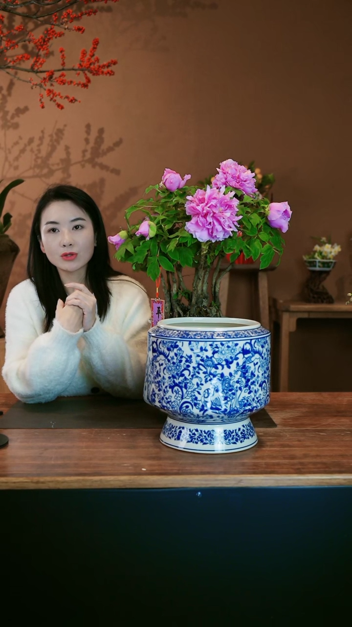 【闪购商品】盆景牡丹花 青花