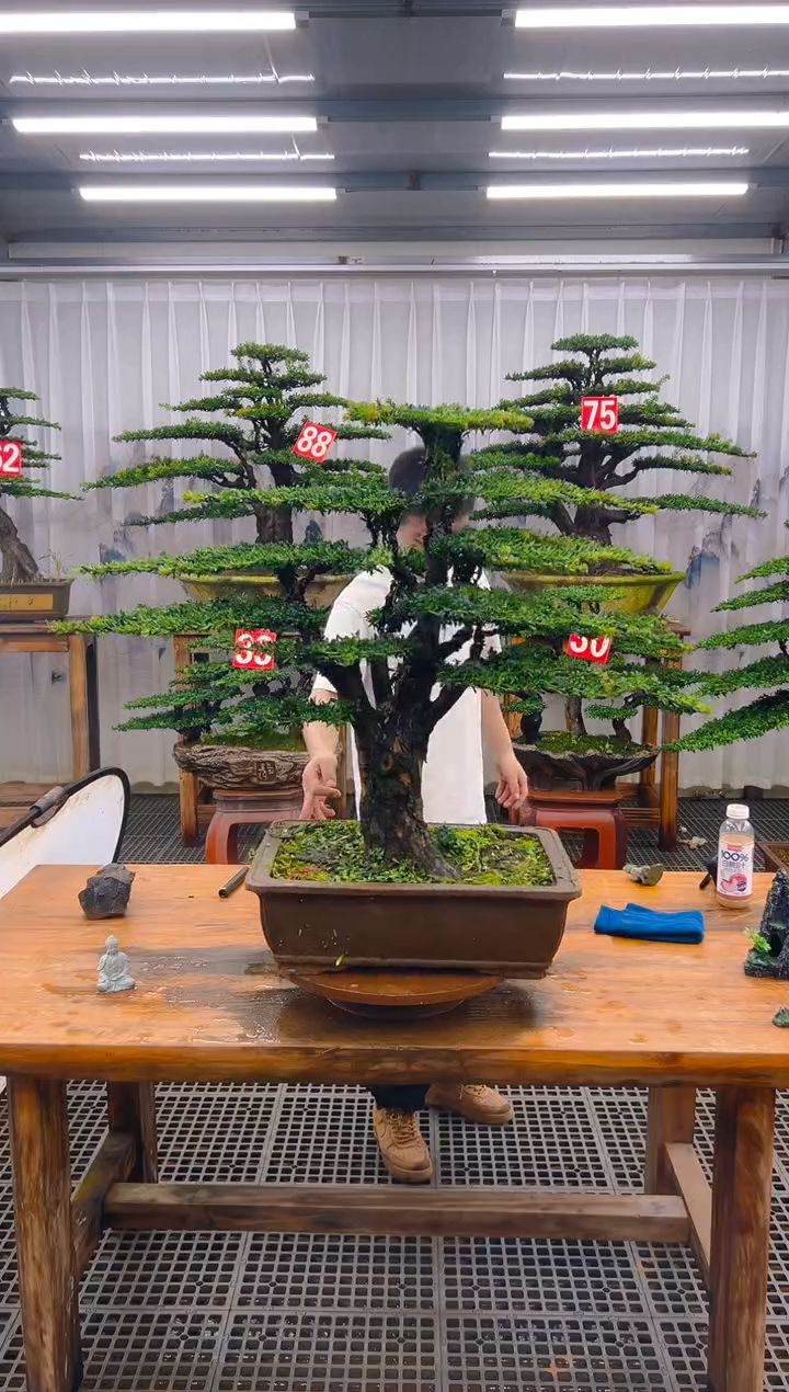 无花朵（**）精品盆景直播间一物一拍