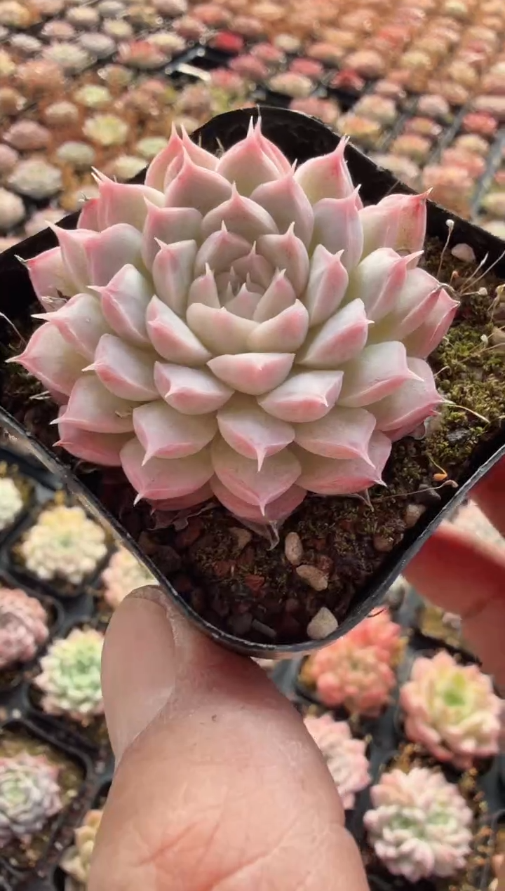 东云多肉园新款-242