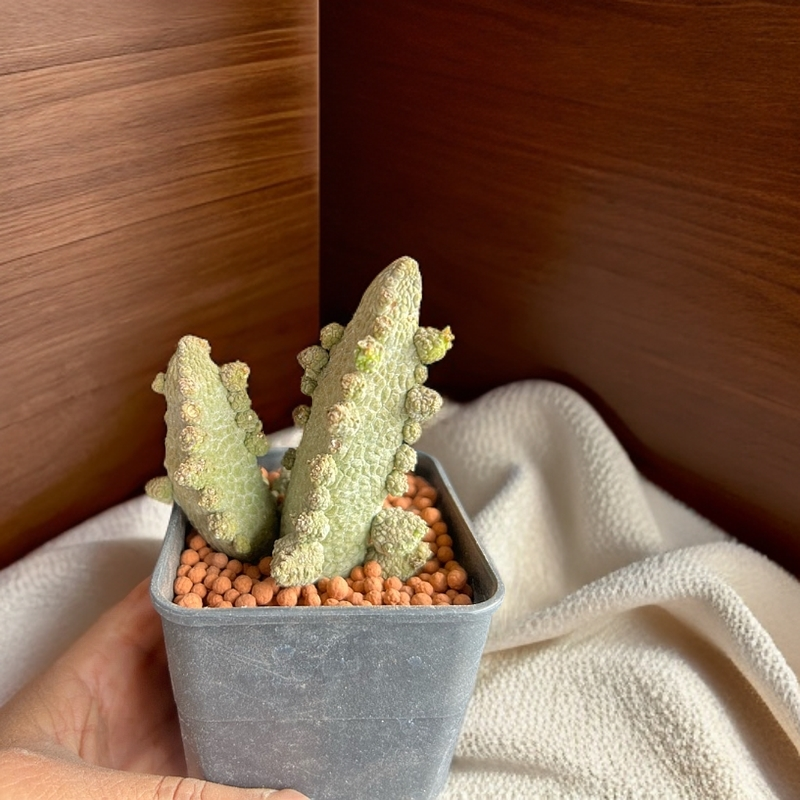 蛇蹄玉萝藦科仙人球多肉植物蛇头玉稀有品种 绿植盆栽