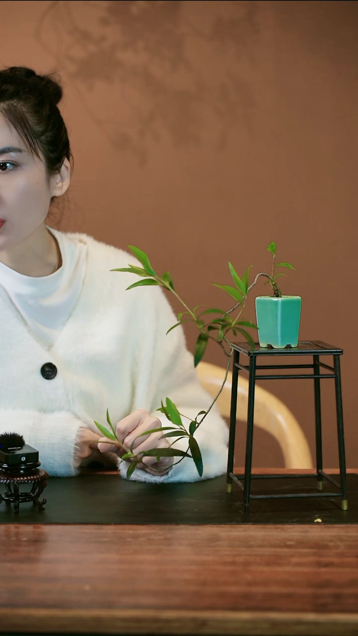 【闪购商品】盆景春花